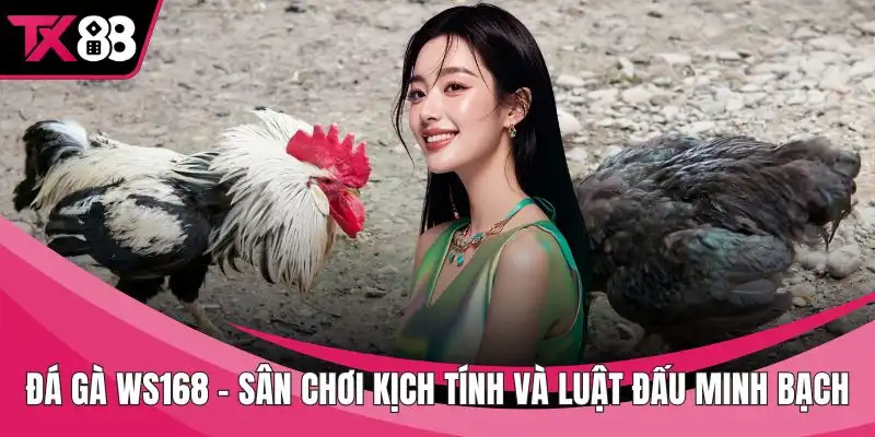 Đá gà WS168